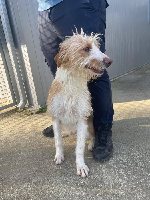 Caozinho com 1 aninho e 3 meses