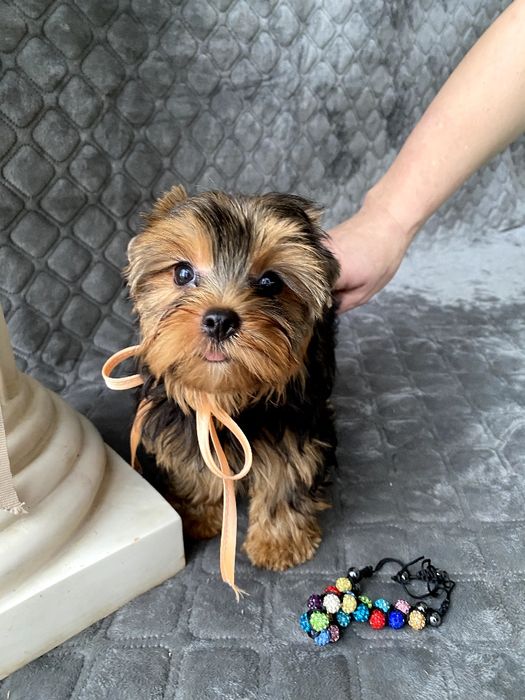 Йорки неймовірні