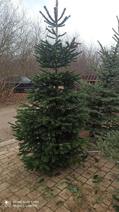 Choinki świąteczne świerk jodła