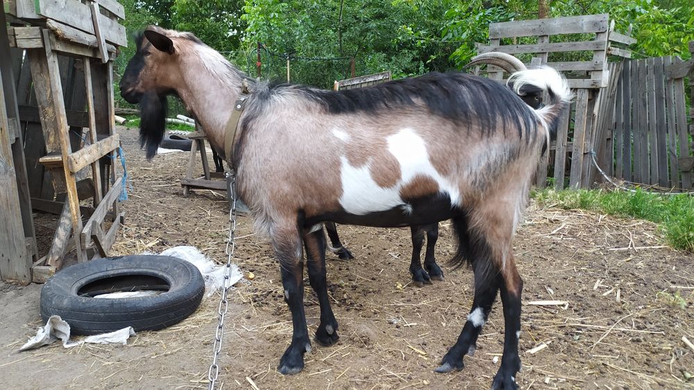 Козёл покрытие случка вязка