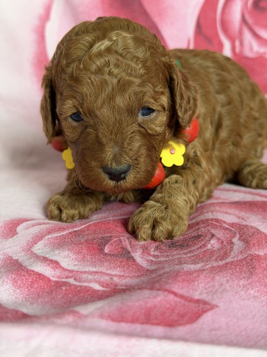 Maltipoo F1  bsuczka ,badania genetyczne rodowód