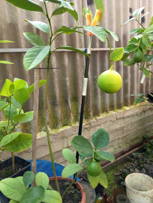 лимони, інжир,саженці