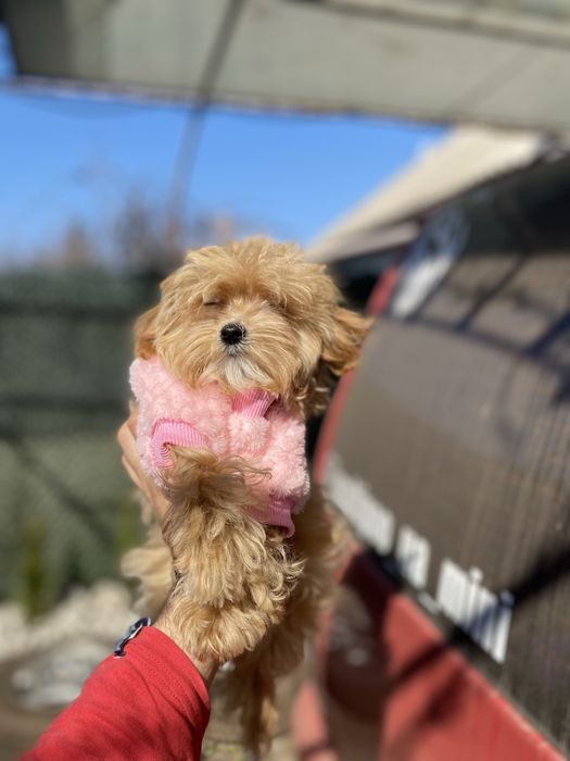 Мальтіпу,мальтіпу,мальтіпу