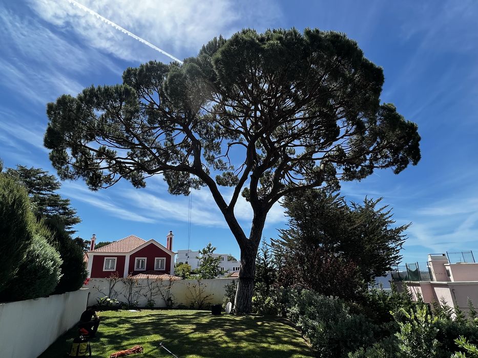 Poda e corte de arvores - TREE SERVICES