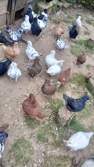 Sprzedam gołębie Kingi