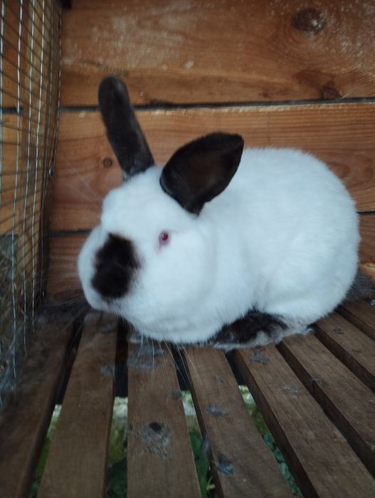 Продаж каліфорнія