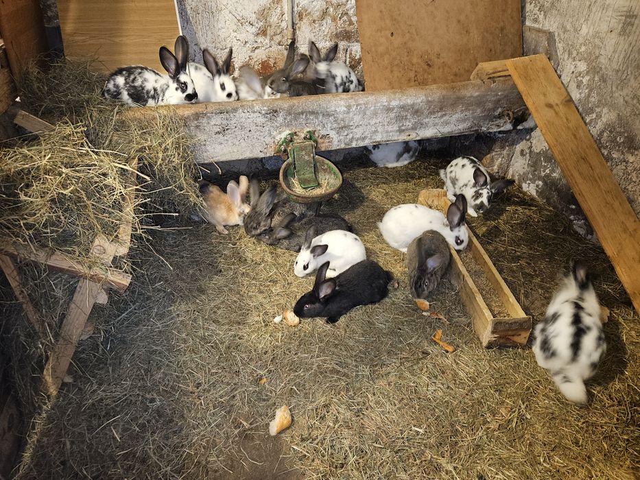 Króliki samce , samice i samice kotne.