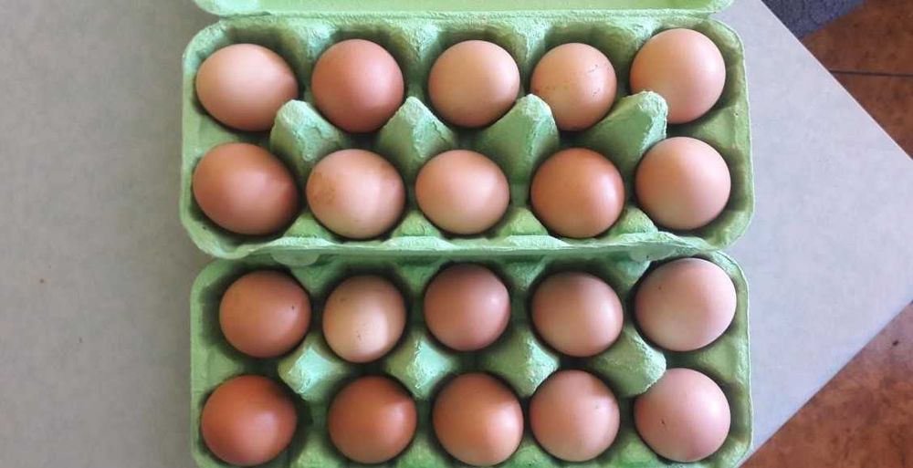 Sprzedaż jajek wiejskich dowóz gratis