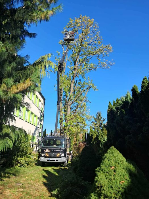 Wycinka, podcinka drzew