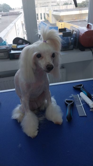 Стрижка собак,котів,котов,грумер,грумінг,без наркозу, з виїздом,выезд