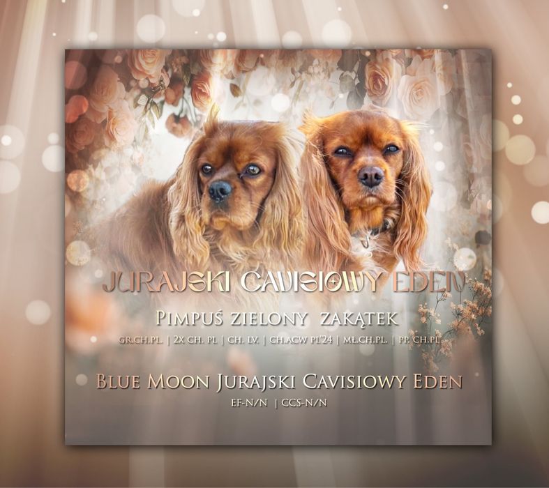 Cavalier ruby chłpak