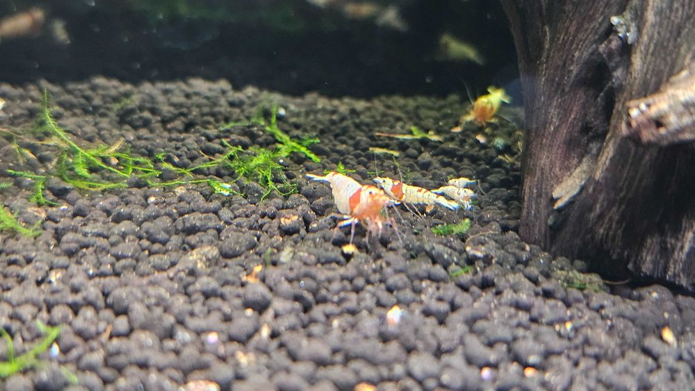 Krewetki Caridina, PRL, Crystal Red