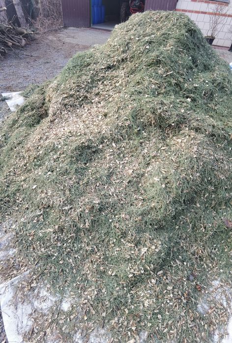 Zrebka sosnowa Oddam