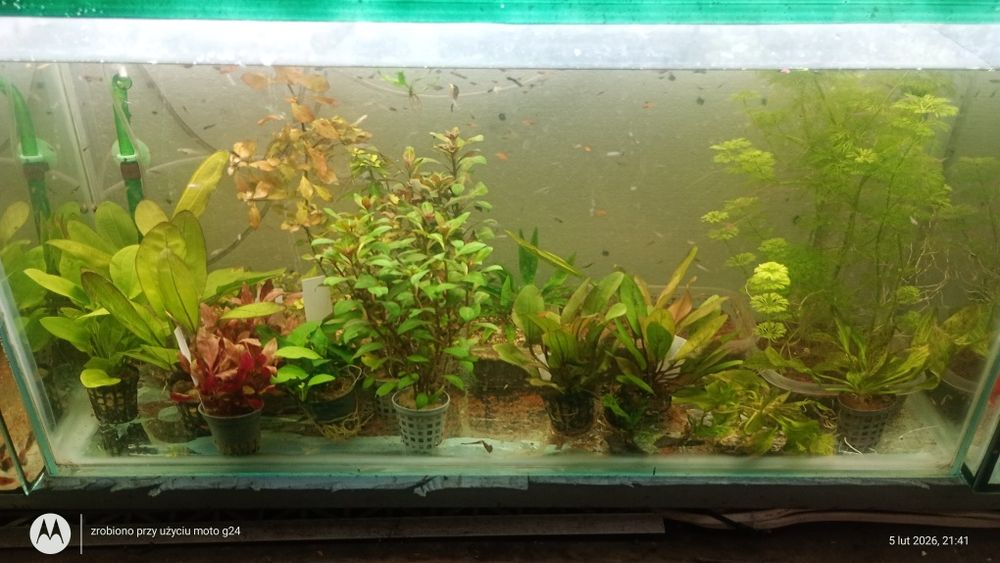 Roślinki akwariowe