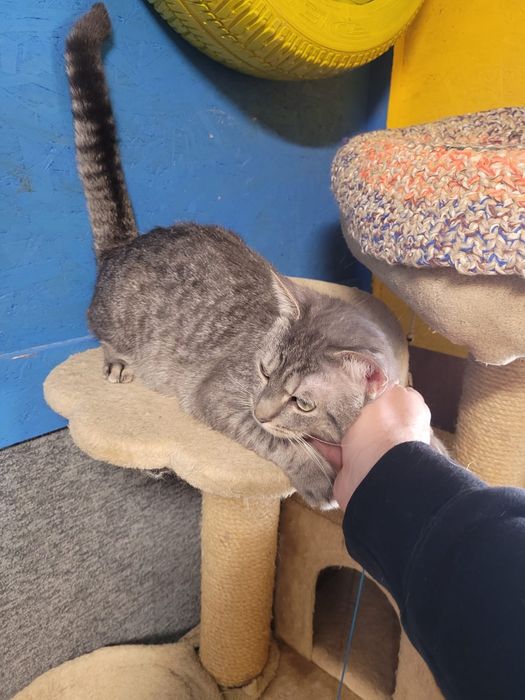 Puchaty słodziak Grey czeka na dom