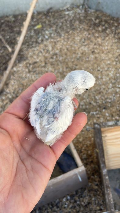 Agapornis roseicollis para criar a mão
