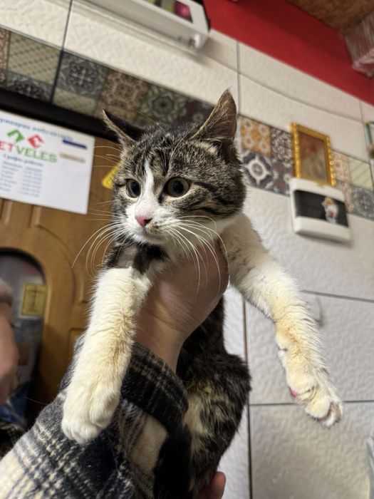 Кастрований молодий котик