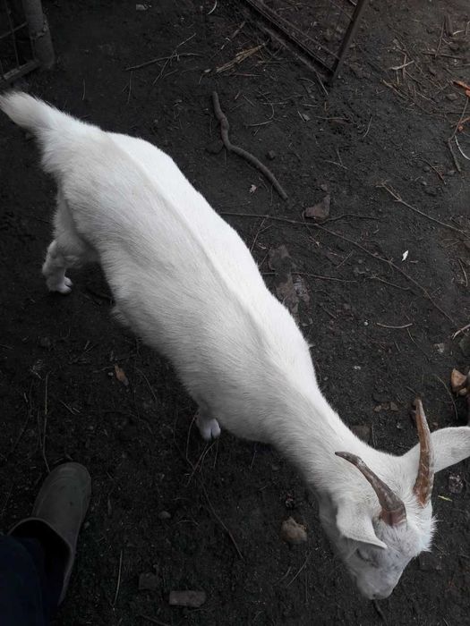 Коза, молода, не дойна