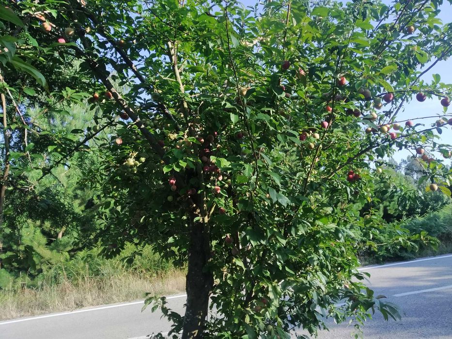 Terreno com 3700m2 na Rua do Marco, Feteira, Pombal