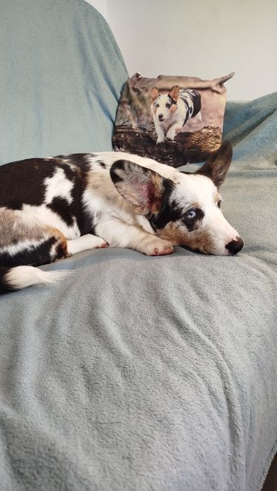 Welsh Corgi Cardigan FCI suczka Blue Merle