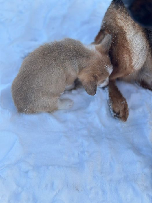 Дівчатка та хлопчики Коргі,  гарний вибір