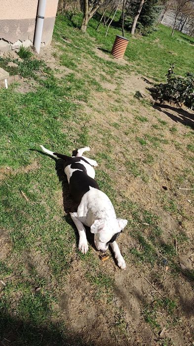 Pies typu Amstaff *Roki*