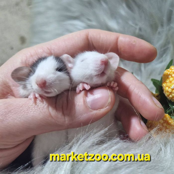 Ексклюзивні Дамбо щурики – рідкісні окраси "Блакитний Хаскі" та "Хаск