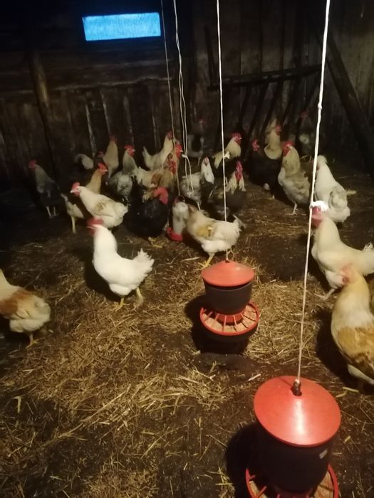 Sprzedam młode koguty