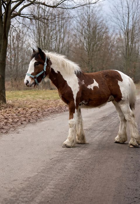 Tinker źrebak ogier