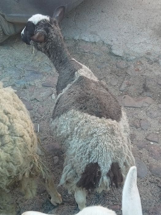 Owieczka 6 miesięcy