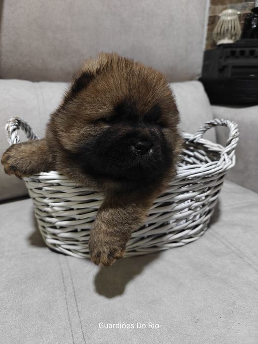 Fantástico chow chow