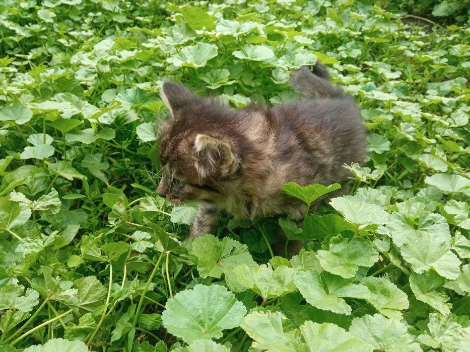 Віддам в добрі руки
