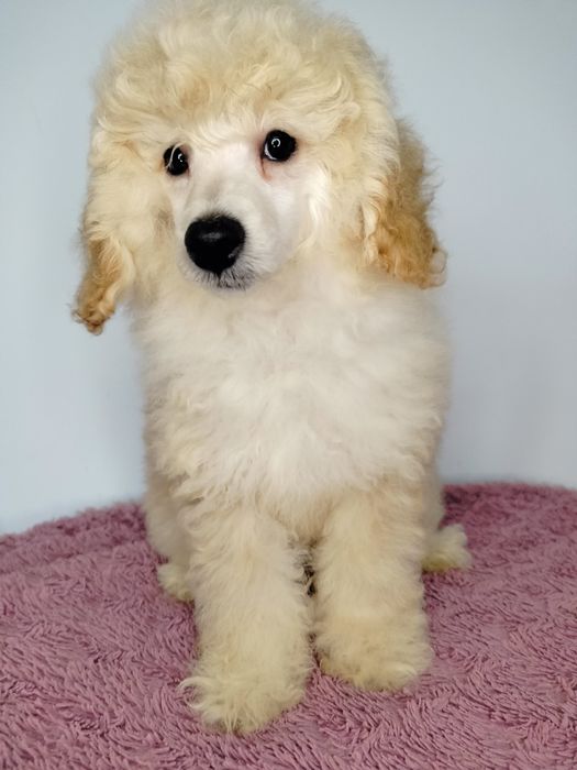 ZAREZERWOWANA. Pudel Miniatura, apricot-beżowa