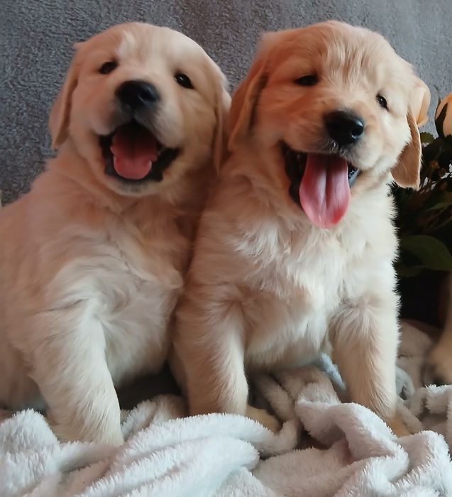 Golden Retriever z rodowodem