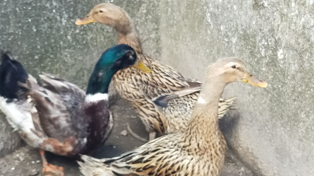 Patos Rouen - excelente carne (Promoção)