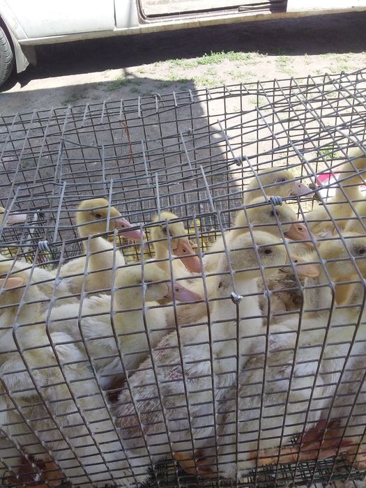 Птиця курка гуска качка.