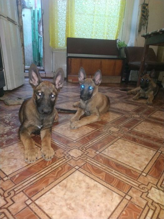 Щенки Малинуа премиумнуго класса