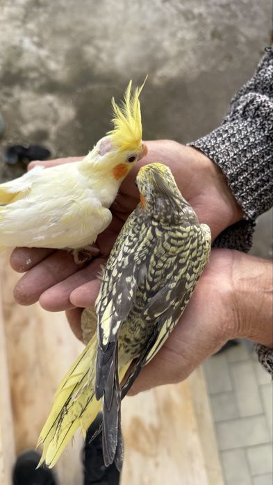 Caturras criadas à mão