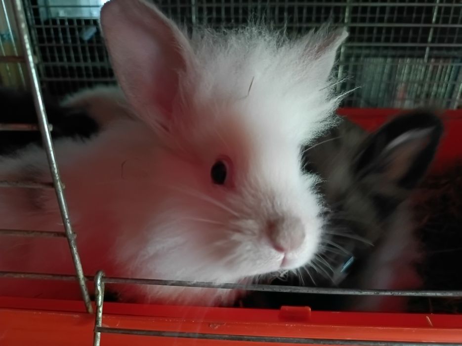 Króliczki miniaturki poszukują nowego domu