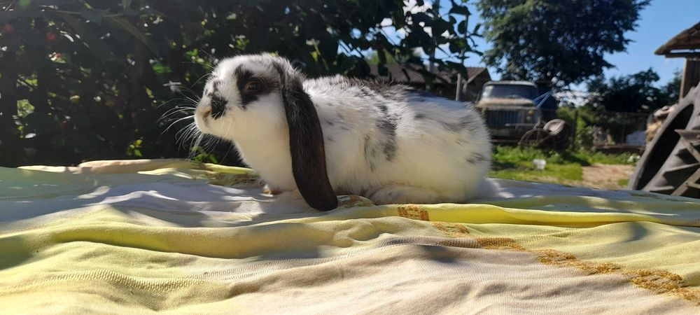 Продам  кролики  , породи француський  баран. Чисто кровні.