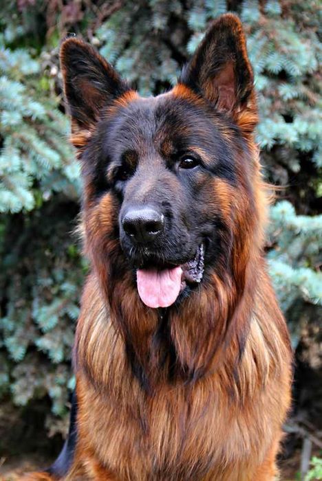 Цуценята німецткої вівчарки, допомога розплідника, підбір цуценя.