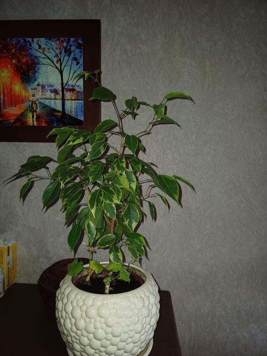 Продам фікус Бенжаміна