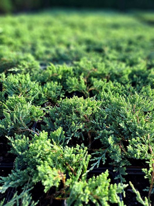 JAŁOWCE PŁOŻĄCE Oświęcim producent zestaw 24 sztuk