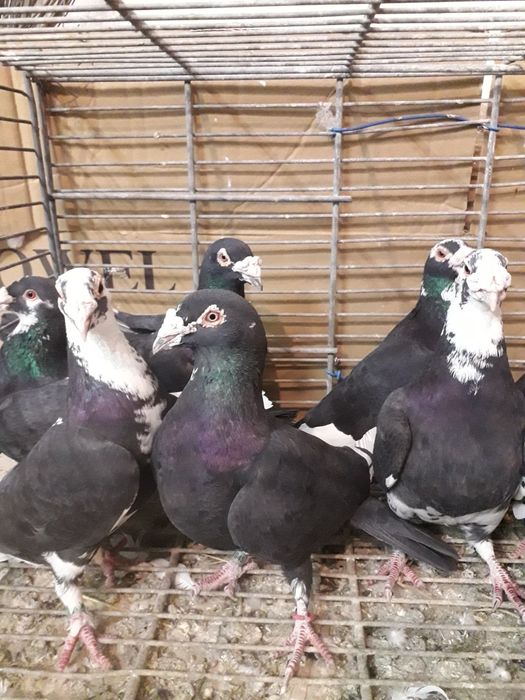 Gołębie Staropolskie