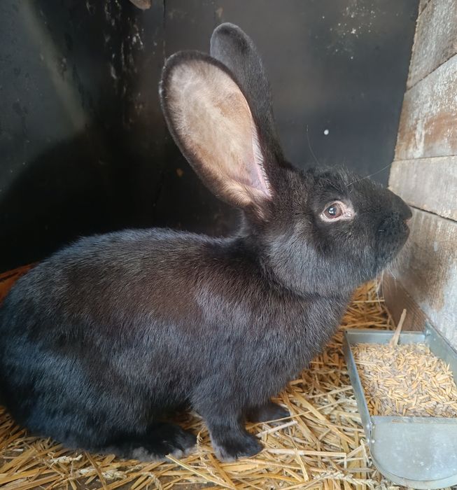 Króliki belgijskie młode