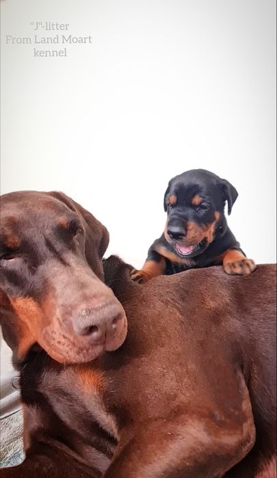 Добермани цуценята.Розплідник. доставка, купіровка