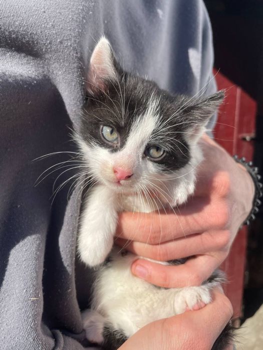 Маленька дівчинка шукає дім