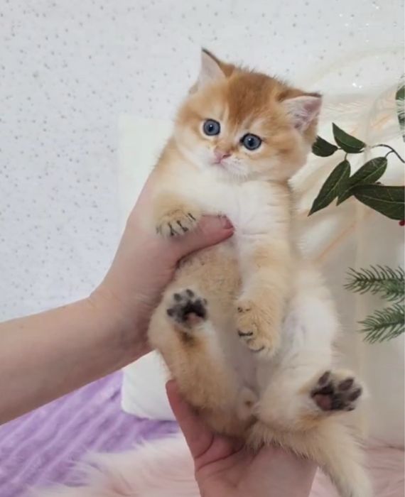 Британський хлопчик золото