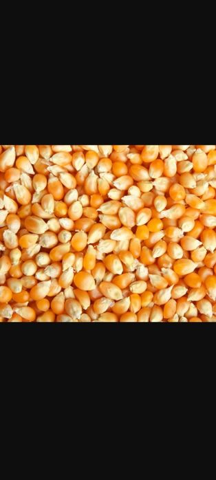 Продам кукурудзу
