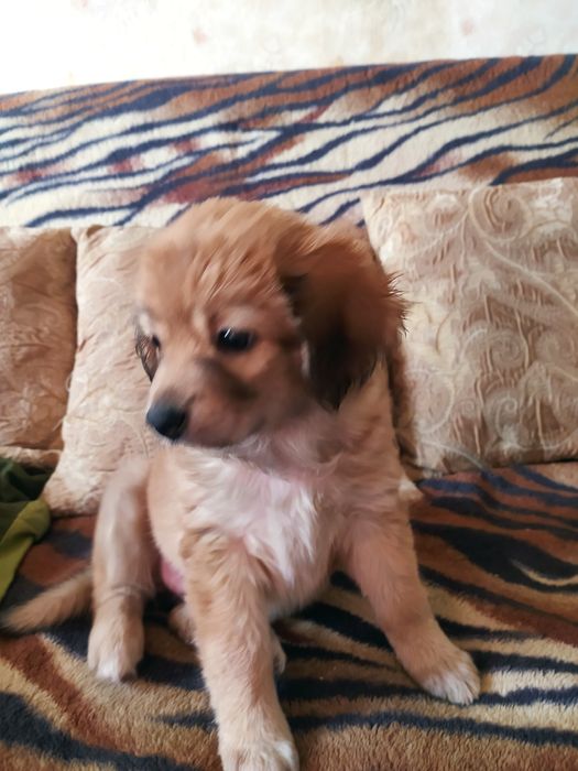 Собачка цуценя дівчинка